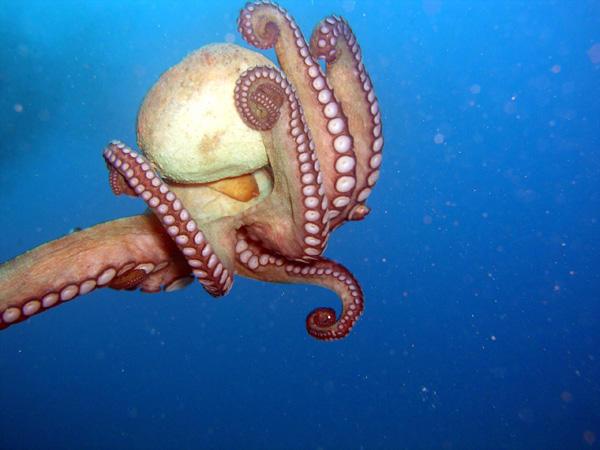 2005_07_Lanzarote  Octopus