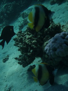 Unterwasserwelt Marsa Alam