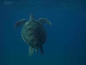 Schildkröte bei Auftauchen