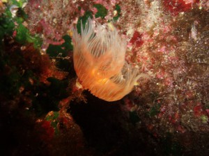 Unterwasser - Anemone an der Steilwand
