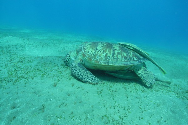 Riesenschildkröte Abu Dabab Bucht