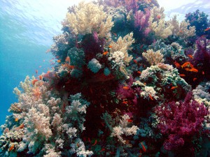 Korallenstock Abu Dabab Riff