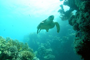 Abu Dabab Riesenschildkröte schwimmend