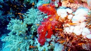Korallen in Abu Dabab
