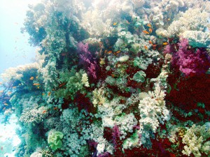 Korallenriff Halhala