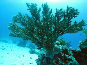 Korallenstock Halhala Riff